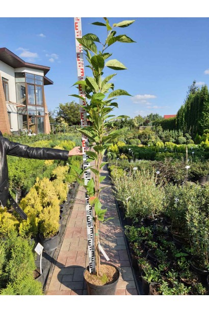 Сакура мелкопильчатая Аманогава - 25л/вис.170-190см/Ø10-15см